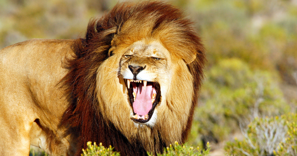 11 lions found dead in Gir forest, Gujarat orders probe
