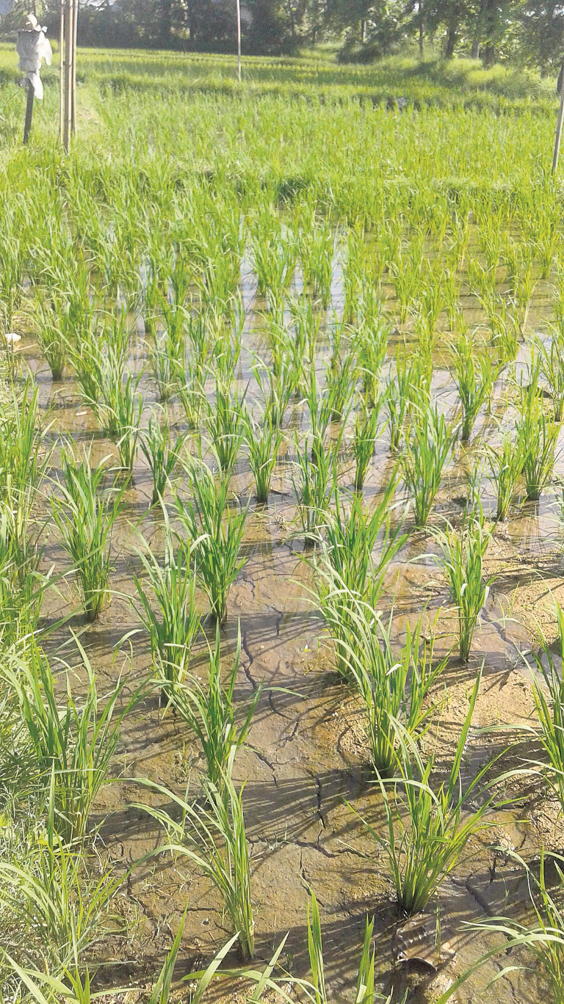 Inadequate rainfall worries Jhapa farmers