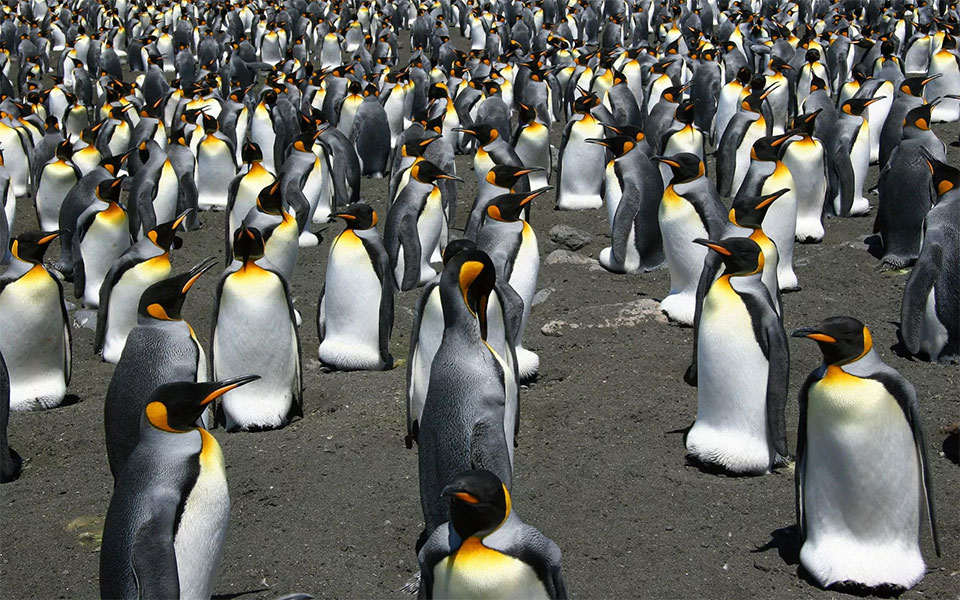 Climate change means king penguins must move or die, warn scientists