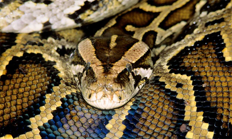 Full Monty python: Florida snake swallows deer heavier than itself