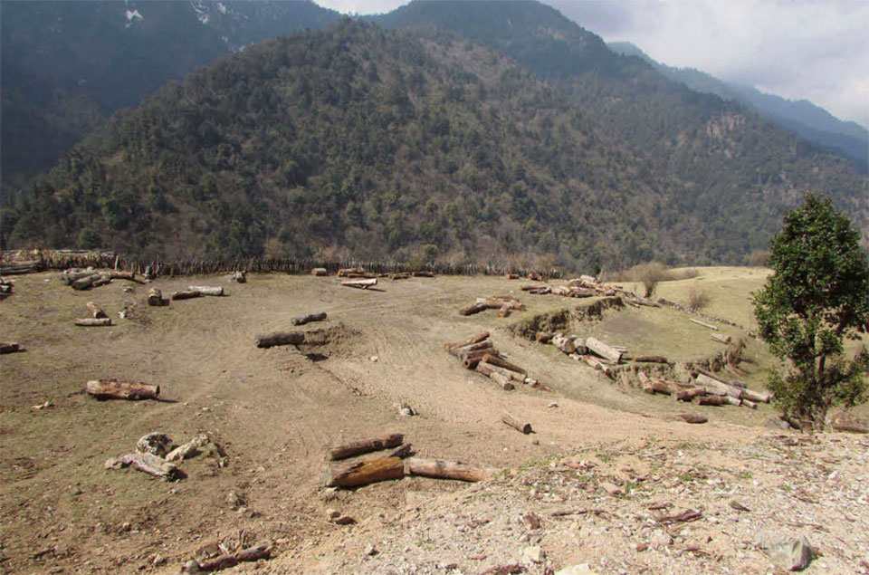 Timber worth Rs 20 million being extracted from a village in Rukum