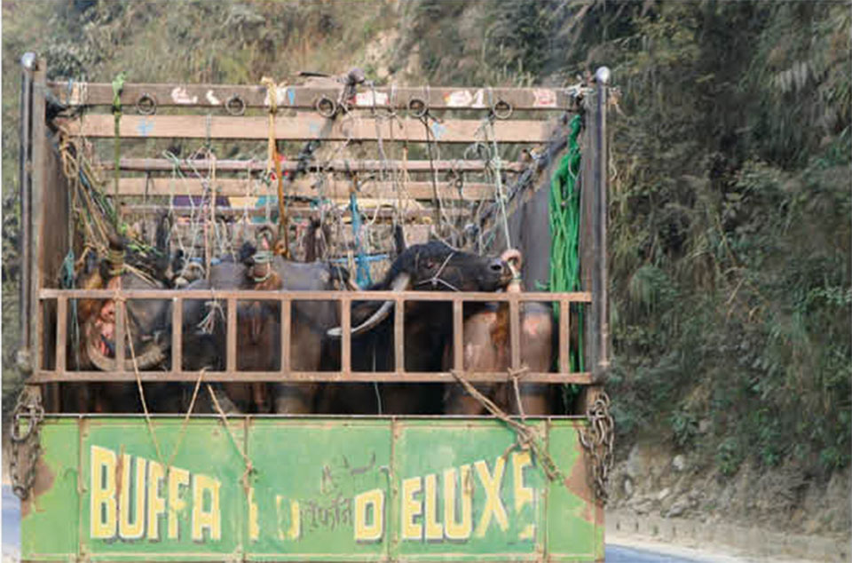 Livestock from Dhading have painful journeys to capital's slaughterhouses