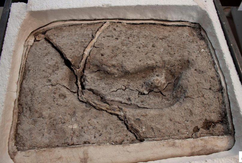 Oldest human footprint found in the Americas confirmed in Chile: researcher