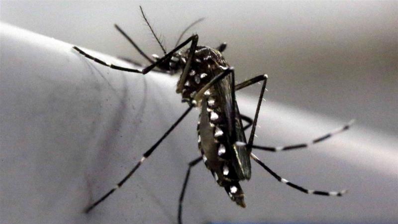 Mosquito scent discovery could change a billion lives