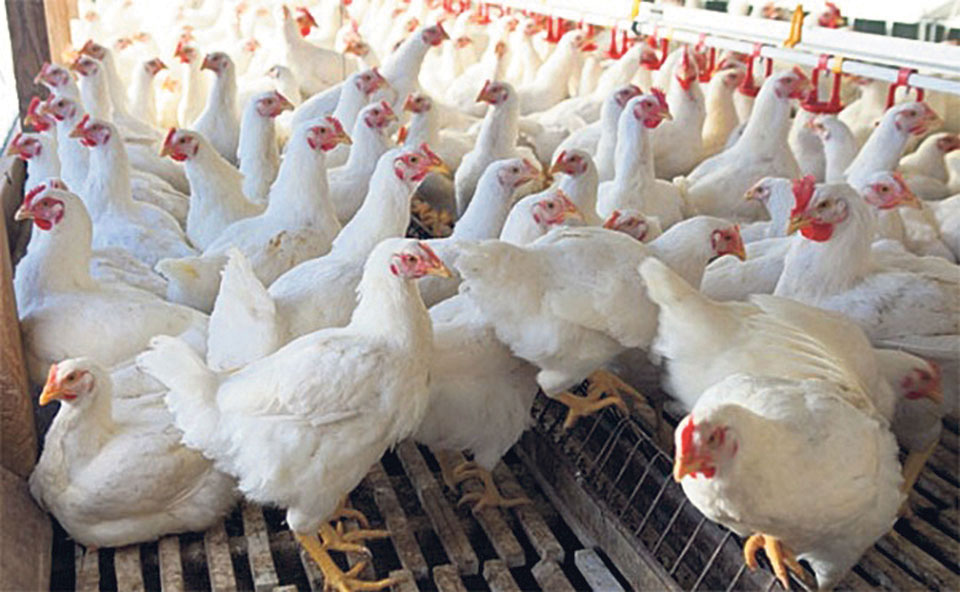 Poultry entrepreneurs facing daily loss of Rs 220 million due to lockdown