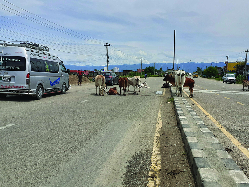 'India's stray cattle causing nuisance in Nepalgunj'