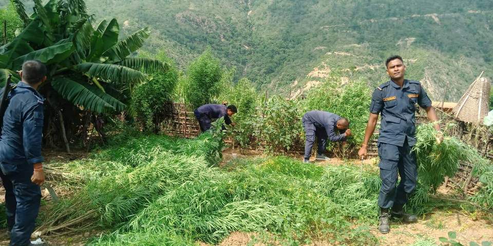 Police destroy 1,300 cannabis plants