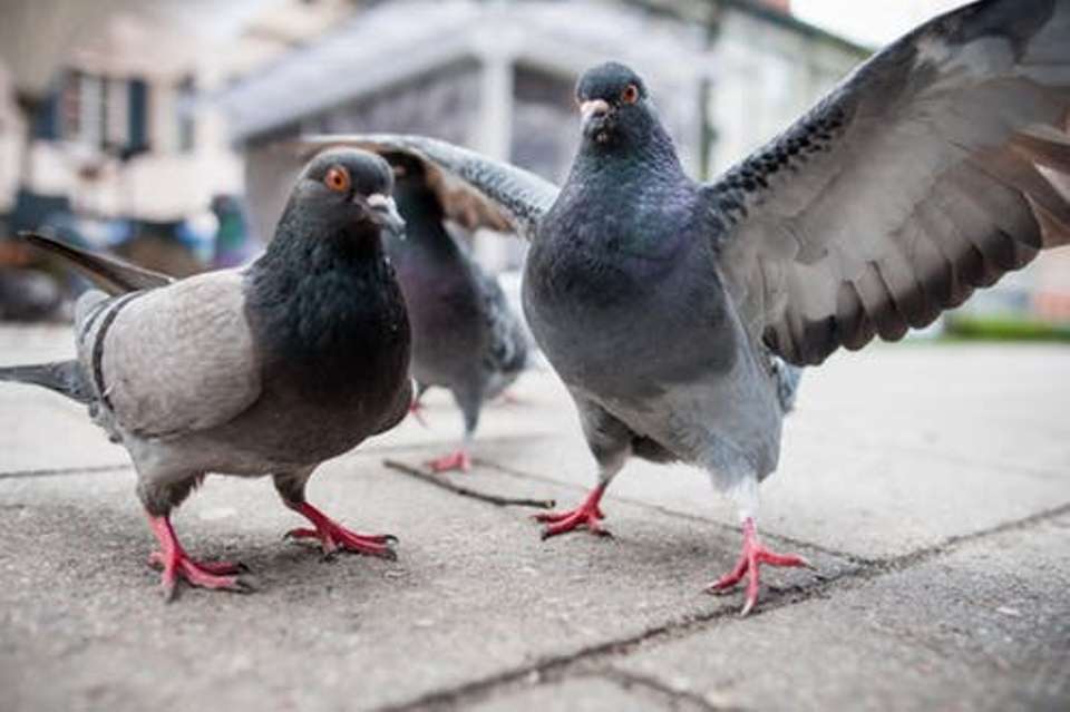 Pigeons dying at alarming rate in Ilam