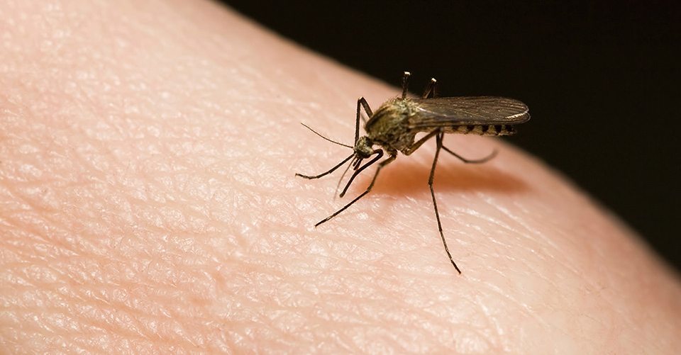 Sunsari records 3,266 dengue cases in 3 months