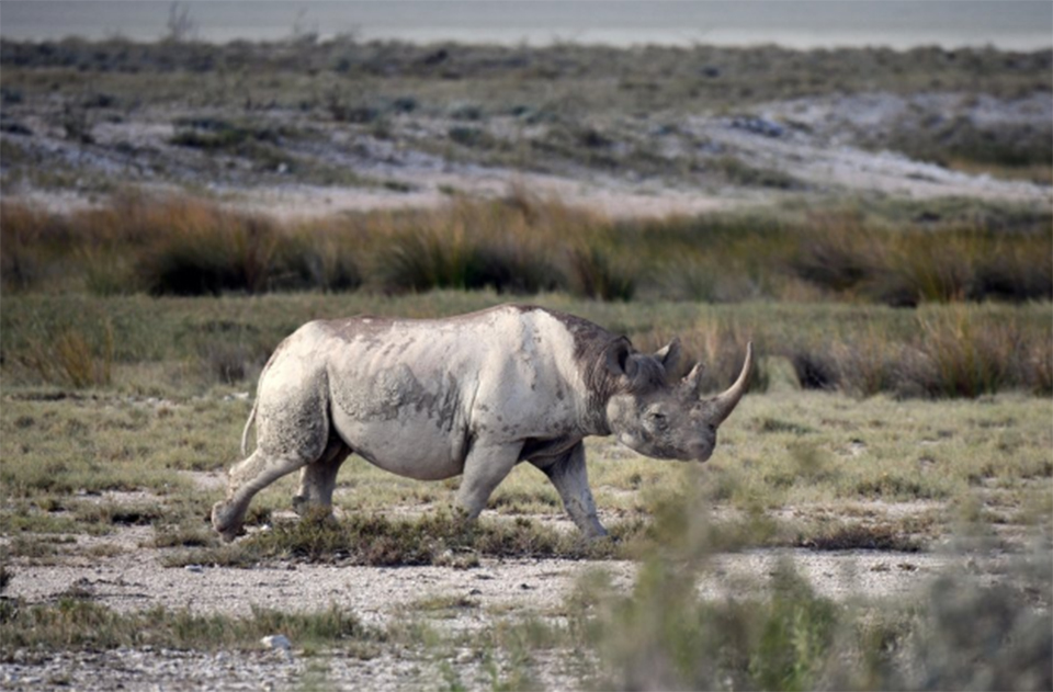 From tusks to tails, nations eye trade in endangered species