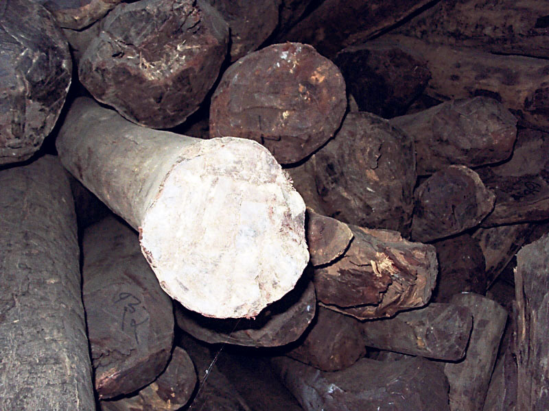 Over 40,000 kgs red sandalwood found in nearly rotten state in Sindhupalchowk