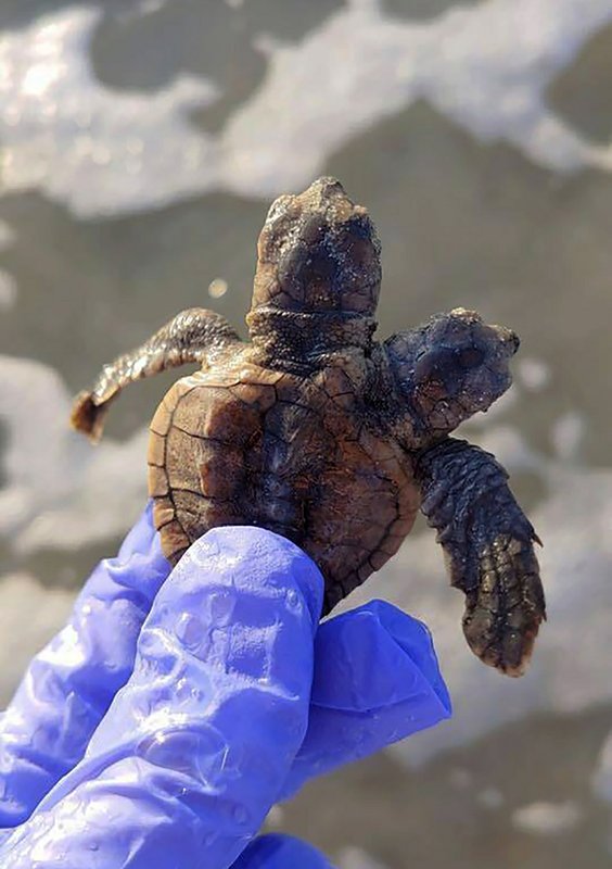 S Carolina turtle patrol group finds two-headed hatchling