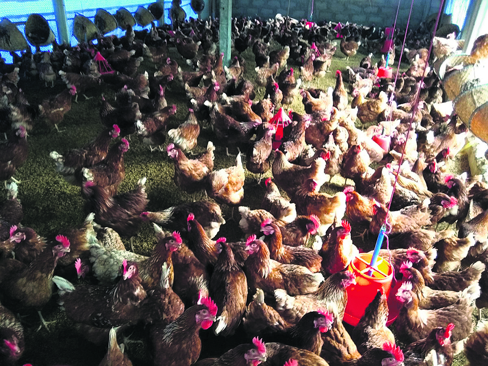 Chitwan egg producers rue low prices