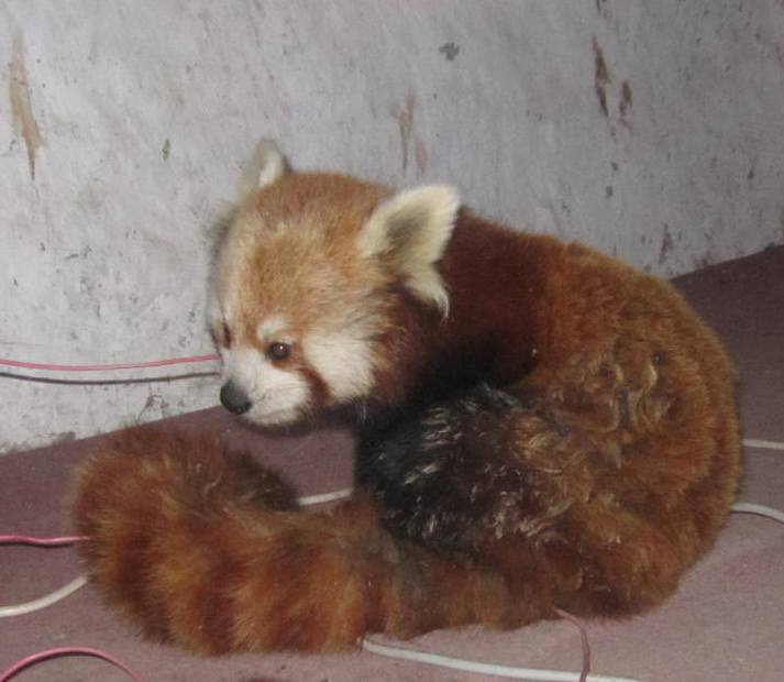 Red panda conservation becoming challenging