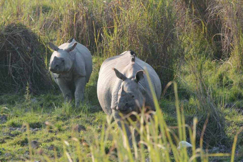 India, Nepal to sign deal to boost conservation of rhinos, tigers: report