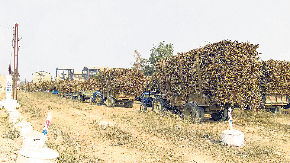 Farmers forced to sell sugarcane on credit