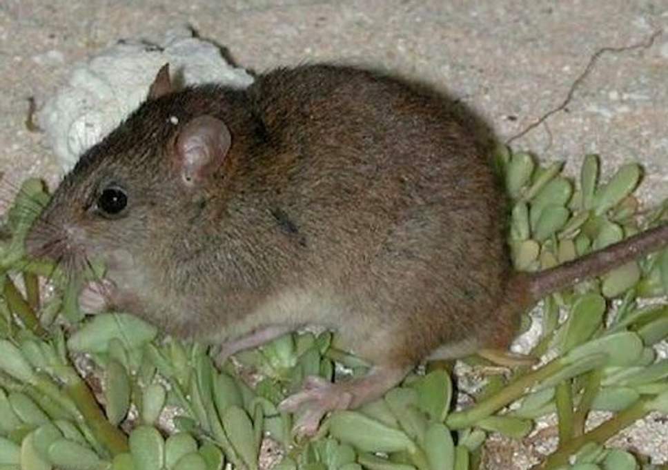 Australian rodent declared first mammal made extinct by human-made climate change