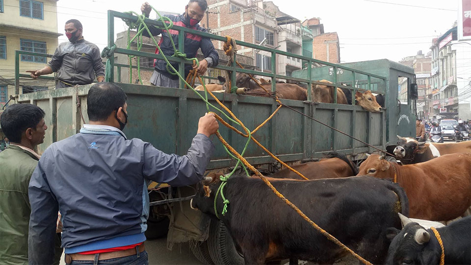 Mahendranagar High court issues mandamus order to manage stray cattle
