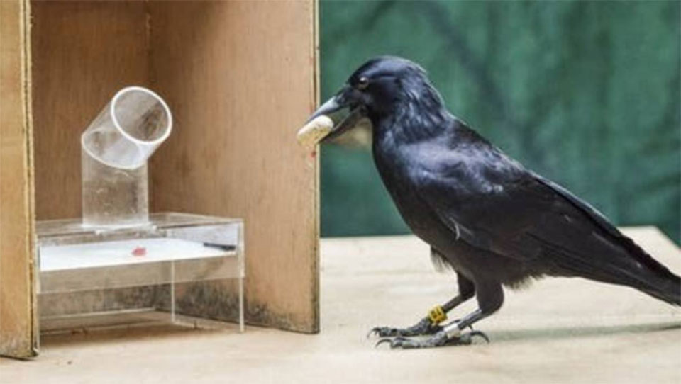 Crows can solve tricky problems by planning ahead, Auckland researchers find