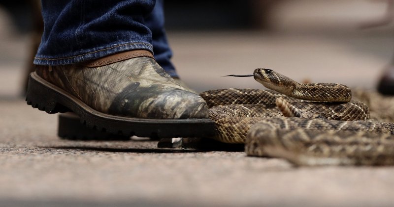 Rattlesnakes slither at Texas Capitol to promote roundup