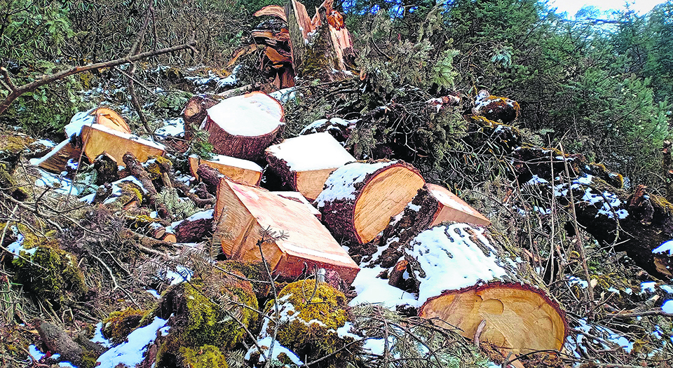 Tourism boom abets deforestation and encroachment in Kalinchowk