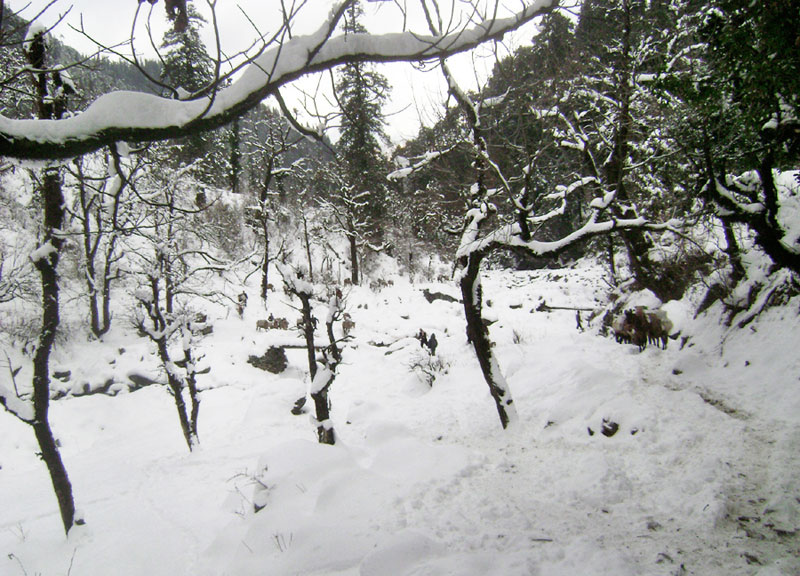 Snowfall and incessant rain affect life in Kalikot