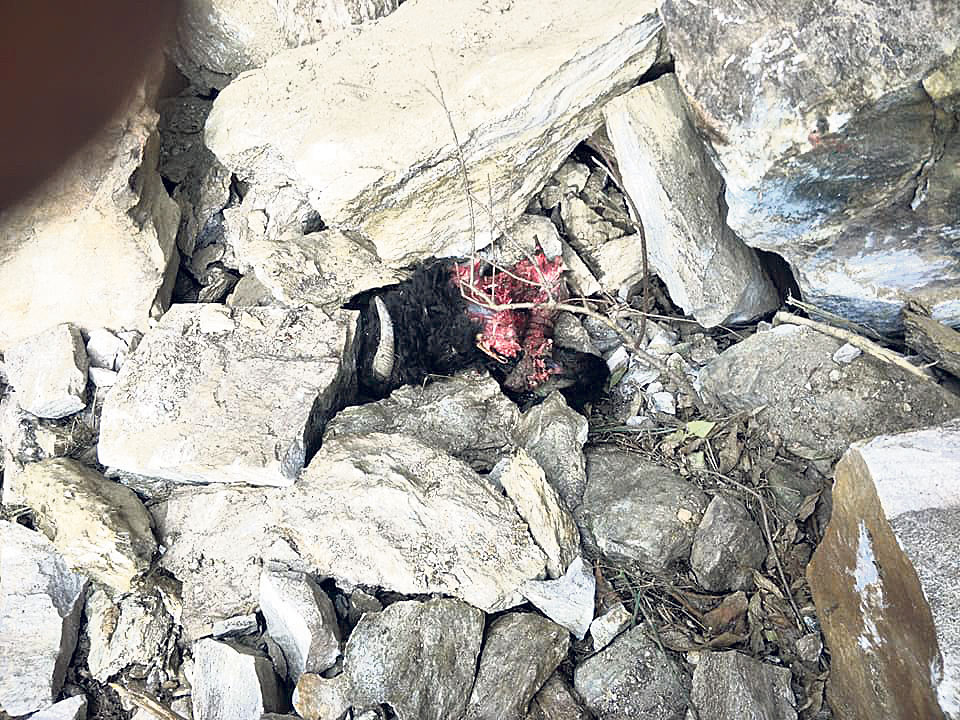 Two missing in Dhading landslide, 260 cattle buried