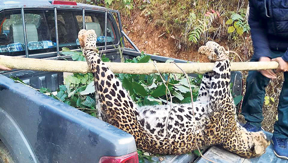 Man-eater leopard dies