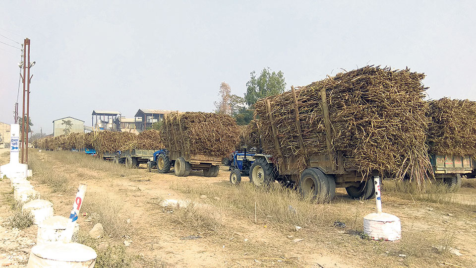 Sugar mill starts crushing sugarcane for this season