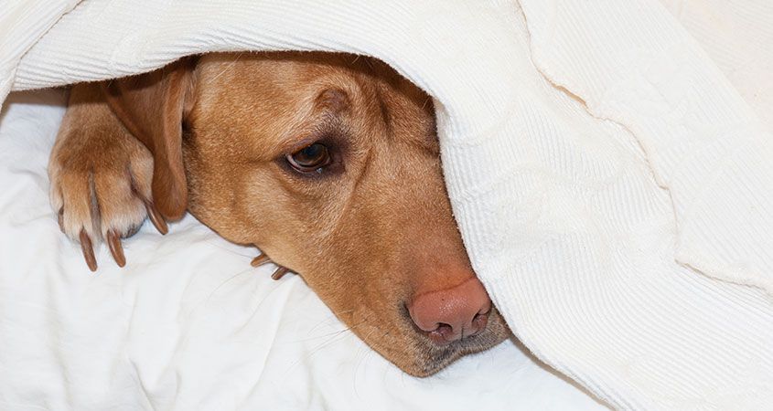 All you need to know about canine food poisoning