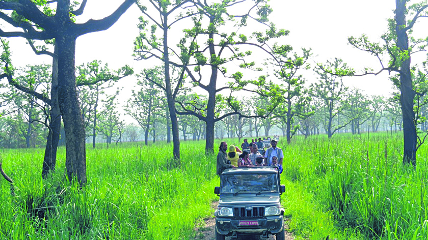 Jeep safari to be suspended at Chitwan National Park from July 6