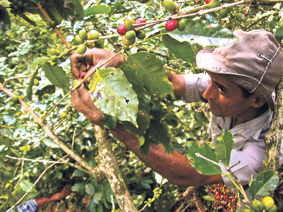 1,573 tons of coffee cherries produced in 973 hectares