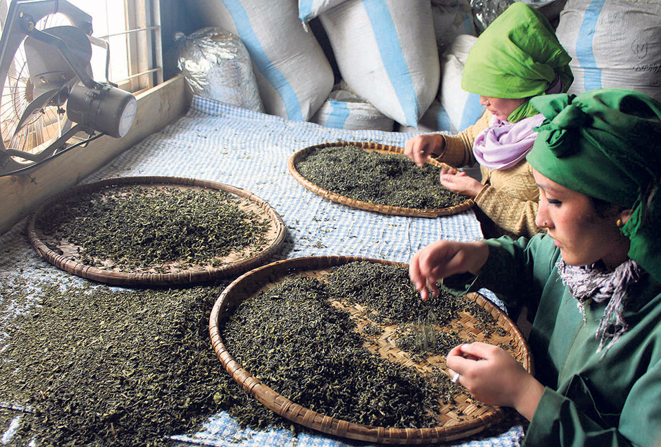 India tightens Nepal’s tea exports
