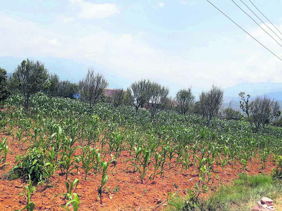 With no rains, maize dries up in Khotang