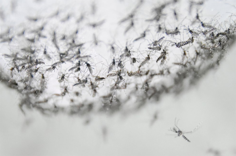 Scientists find new way to kill disease-carrying mosquitoes