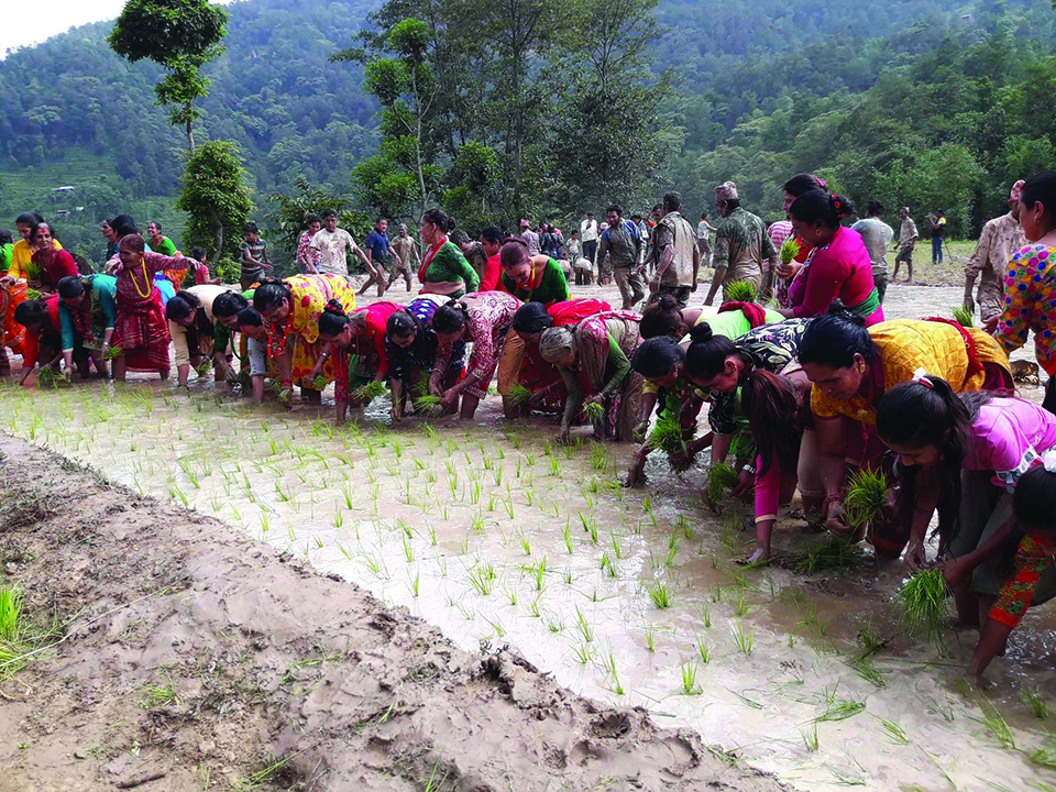 Farmers concerned as drought delays paddy plantation in Khotang