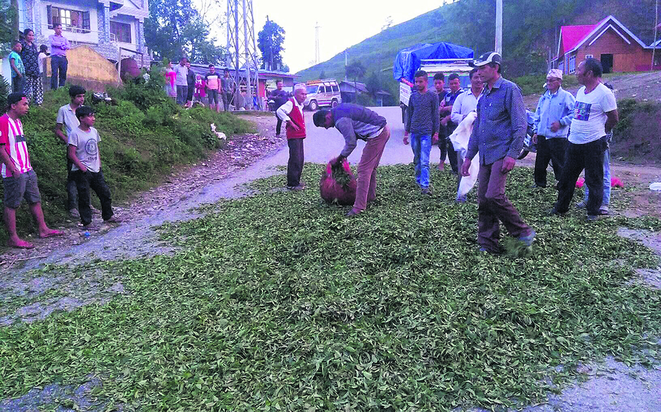 Tea farmers dumpgreen leaves on the road