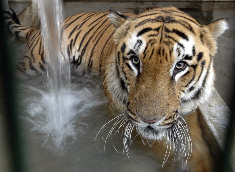 India’s tiger population rises to nearly 3,000 animals