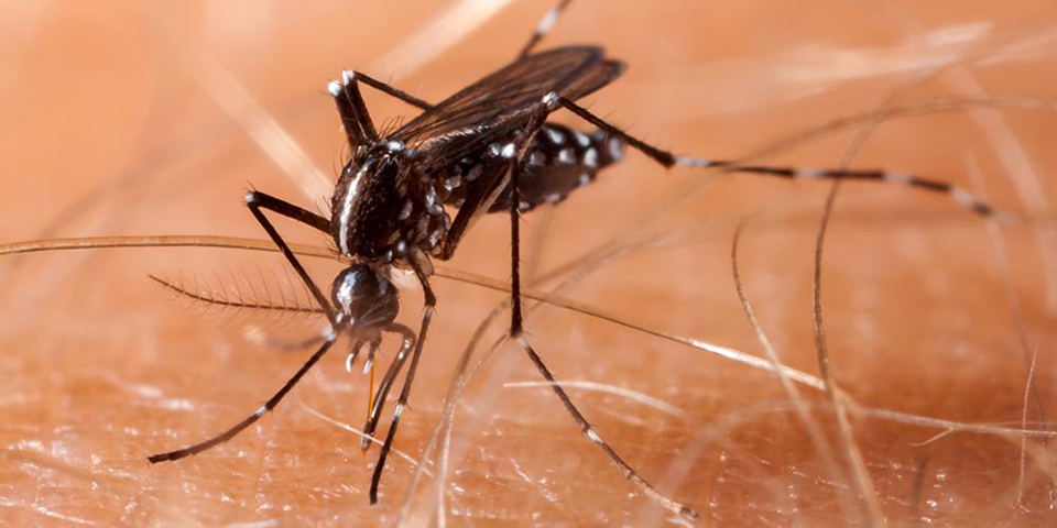 One dies of dengue in Jhapa