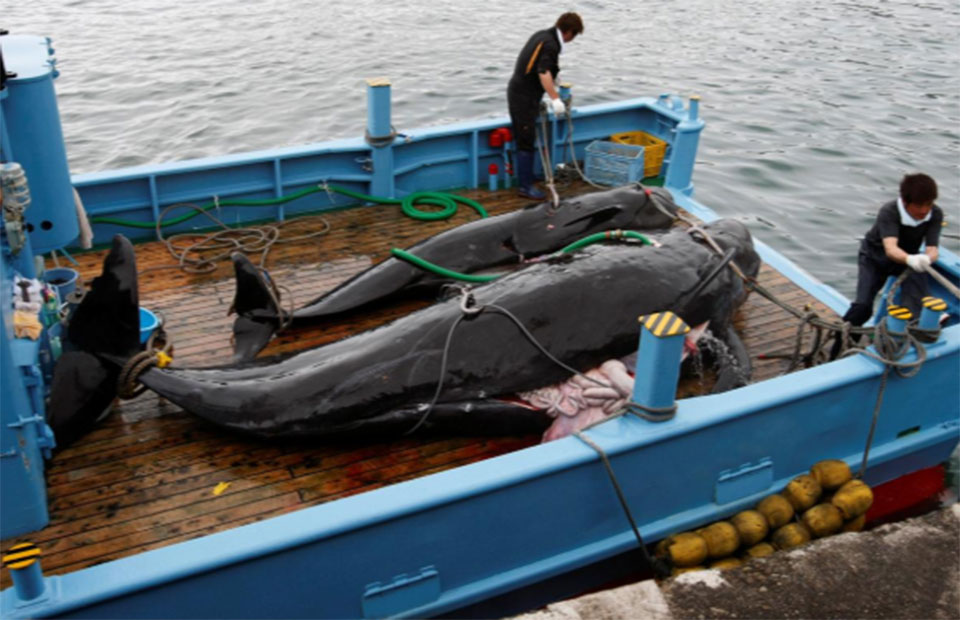 G20 leaders urged to denounce Japan's 'cruel assault' on whales