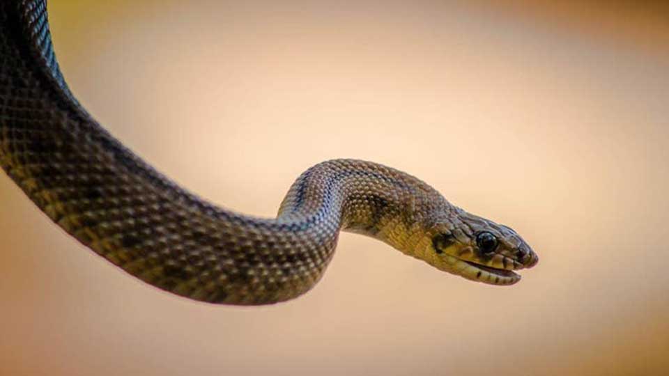Woman dies of snake bite in Sindhuli