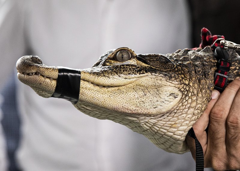 Chicago spent $33,600 on hunt for alligator in city park