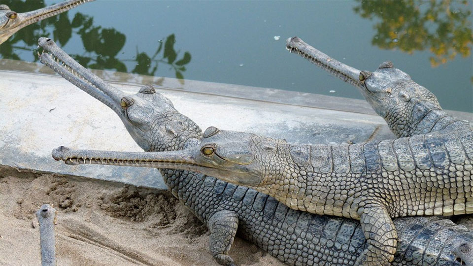 Endangered Gharial crocodile eggs hatched