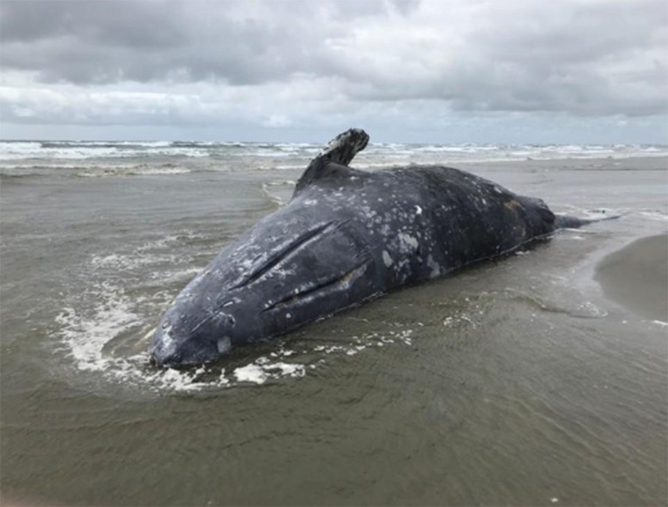U.S. biologists probe deaths of 70 emaciated gray whales