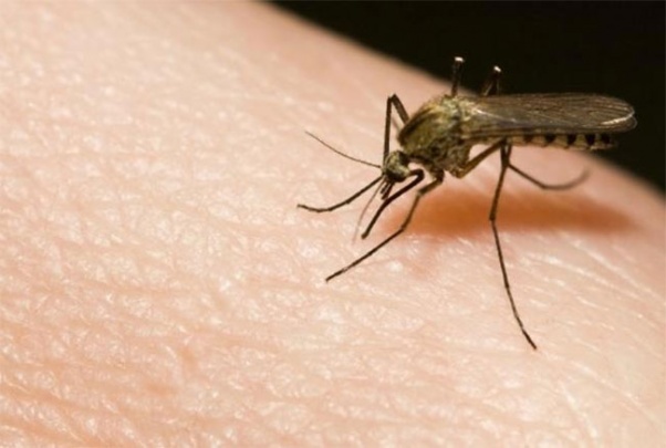 GM fungus wipes out 99% of malaria mosquitoes