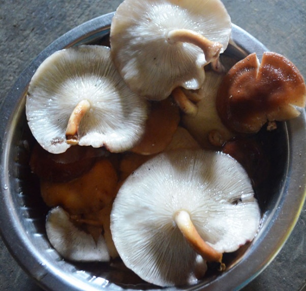 One dies, three others taken ill after consuming wild mushroom
