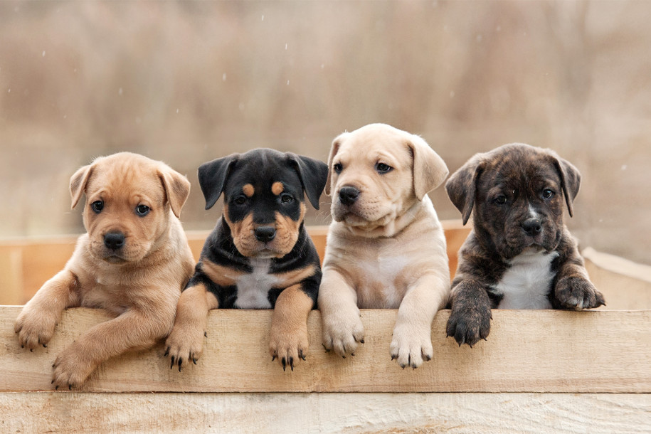 Raising a puppy for the first time? Here are some tips for pet parents