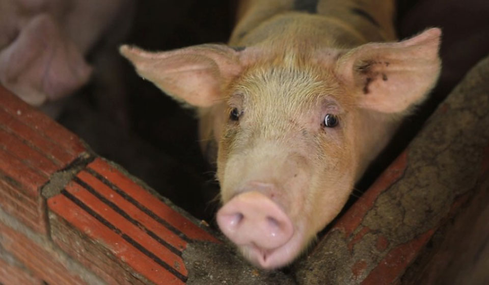 Millions of pigs culled as swine fever spreads through Asia
