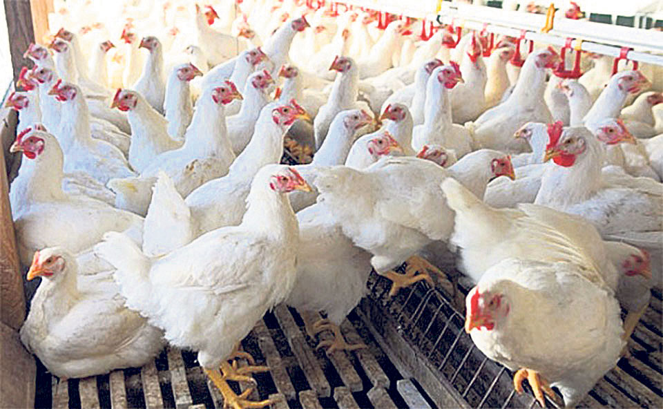 Home Ministry directs its subordinate offices to stop illegal import of poultry and poultry products
