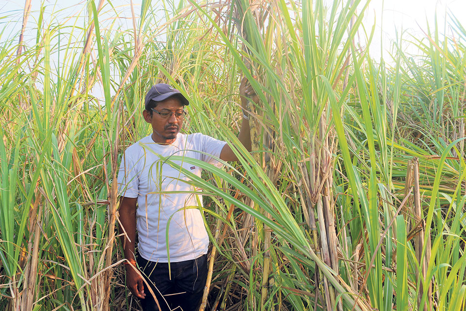 Nawalparasi farmers at receiving end as sugar mills delay payment